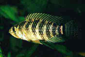 Apistogramma regani